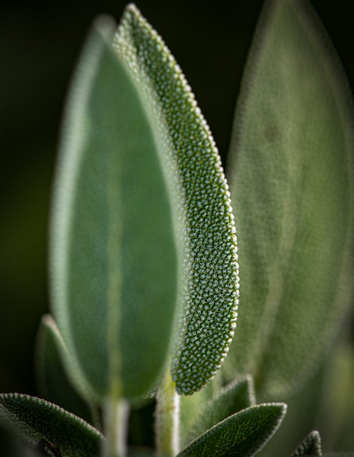 Services Detailed macro shot of sage leaves highlighting their unique texture and vibrant color.