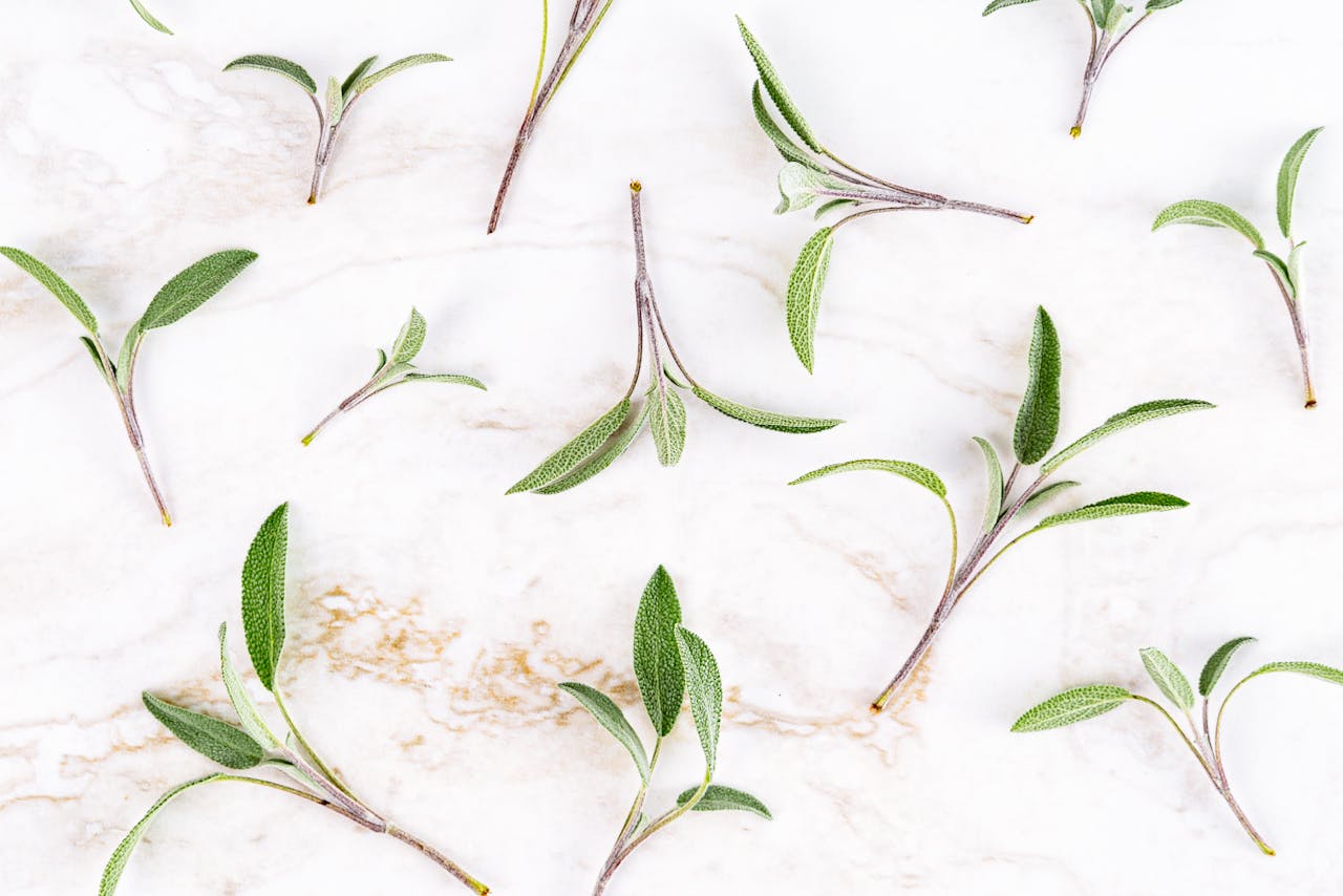 Services Scattered sage leaves on a marble surface for culinary and herbal themes.