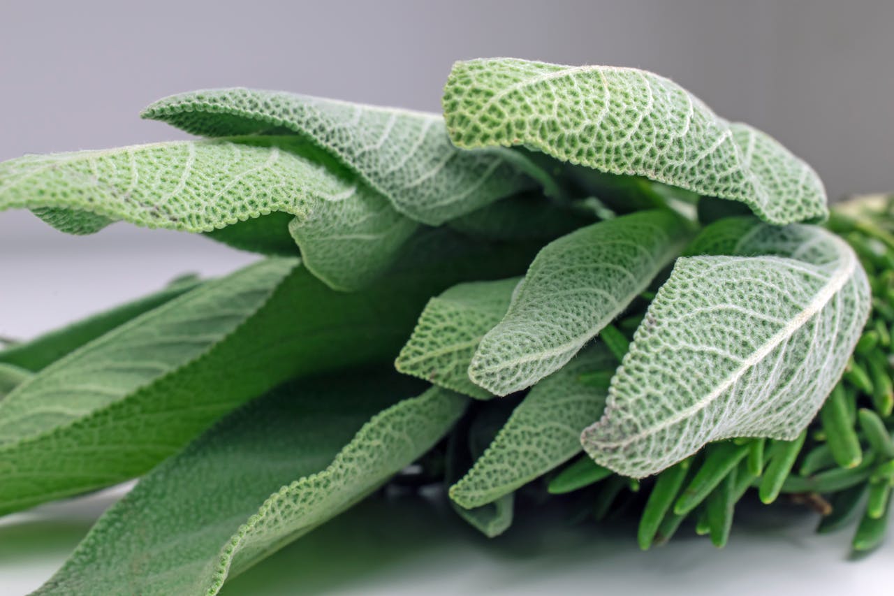 Services Detailed close-up shot of fresh sage leaves highlighting their texture. Perfect for culinary and herbal themes.